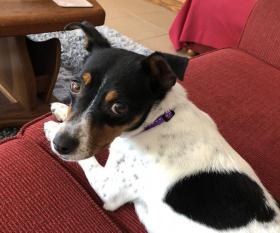 Roxy's Avatar