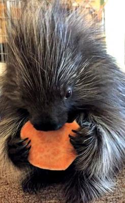 The Porcupine's Avatar