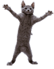 catdance