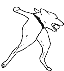 smalldog