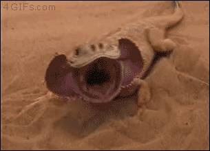 lizardhide